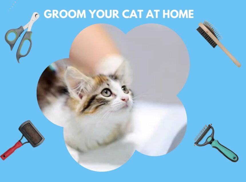 Affordable Ways to Groom Your Cat at Home