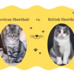 American Shorthair vs. British Shorthair Cats