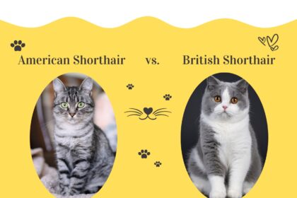 American Shorthair vs. British Shorthair Cats