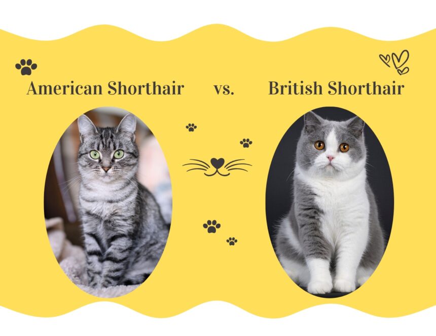 American Shorthair vs. British Shorthair Cats