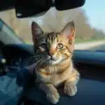 How to Handle a Cat That Hates Car Rides