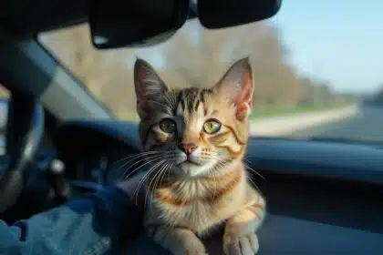 How to Handle a Cat That Hates Car Rides