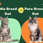 Mixed Breed Cats vs. Purebreds