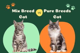 Mixed Breed Cats vs. Purebreds