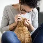 Spot Skin Problems While Cat Grooming