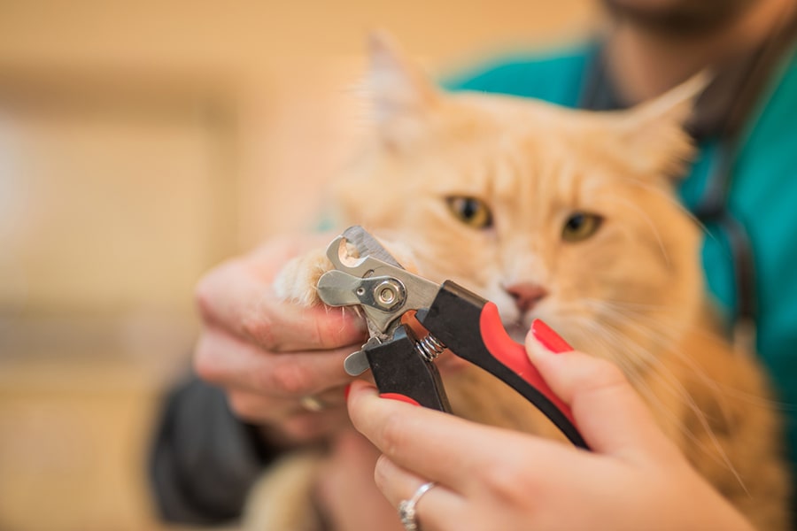 Step-by-Step Guide to Trimming Your Cat's Nails