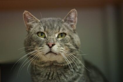 Tomcat Jowls cheeks in male cat