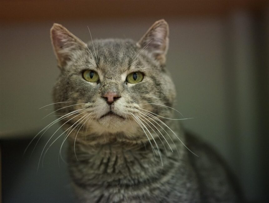 Tomcat Jowls cheeks in male cat