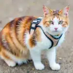 Train Cat to Wear a Harness