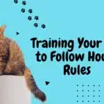 Training Your Cat to Follow House Rules