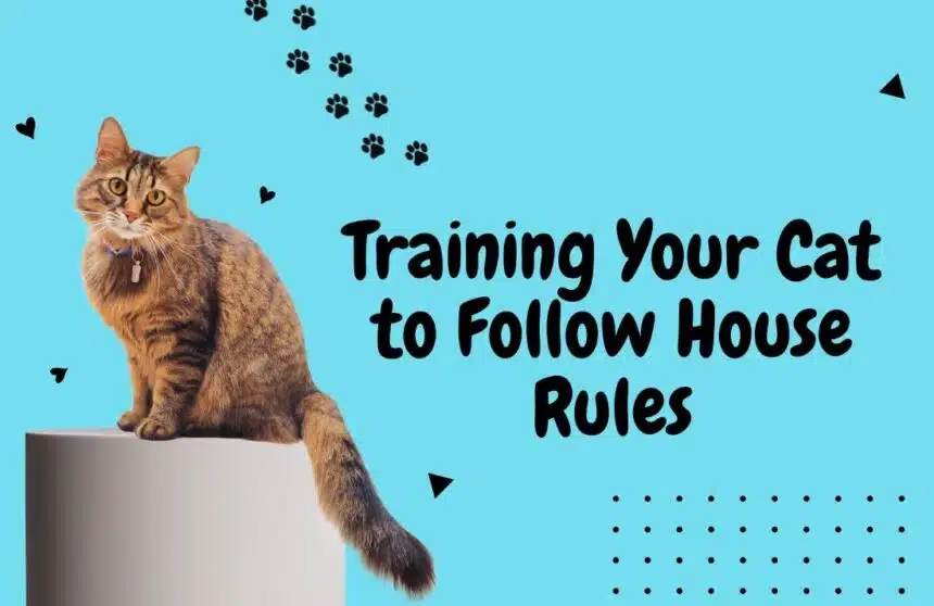 Training Your Cat to Follow House Rules