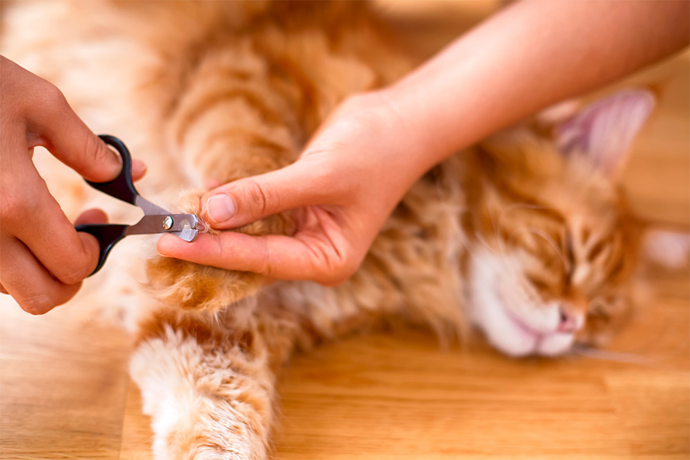 trimming cat nail