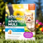 advantage multi for cats