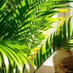 are cat palms toxic to cats